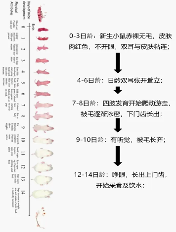 屏幕截图 2024-06-21 093653