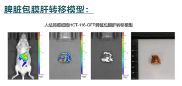 屏幕截图 2024-07-31 101415